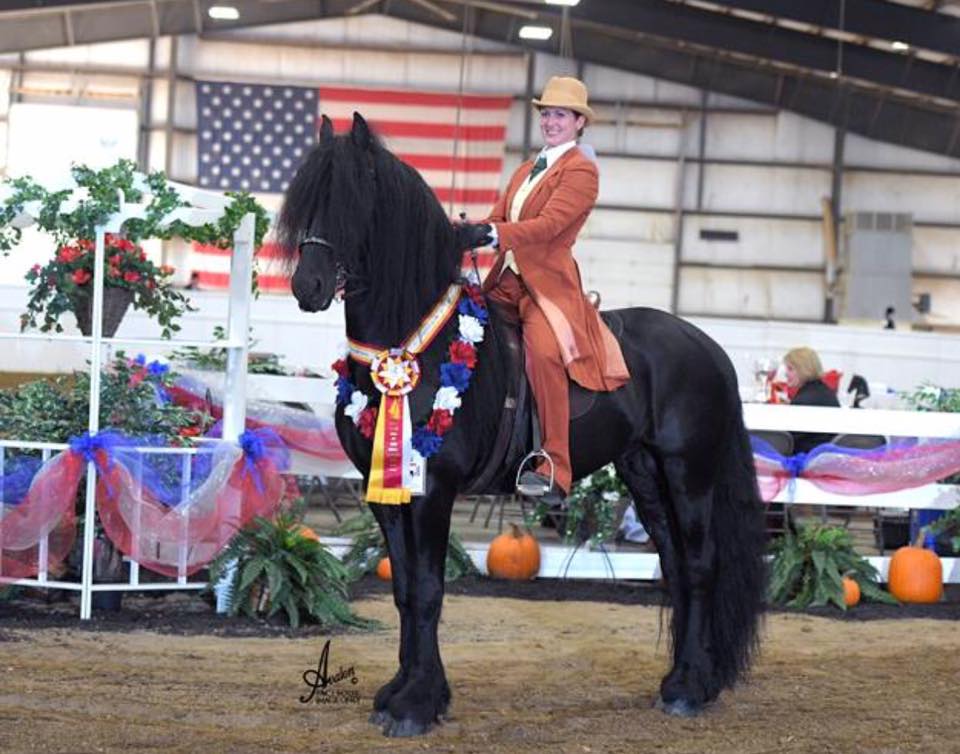 Karsten van de Noeste Hoeve - Ster Friesian Stallion